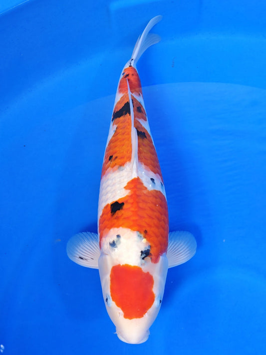 Sakai Company Ltd Sanke koi for sale — 55 cm at ChampKoi