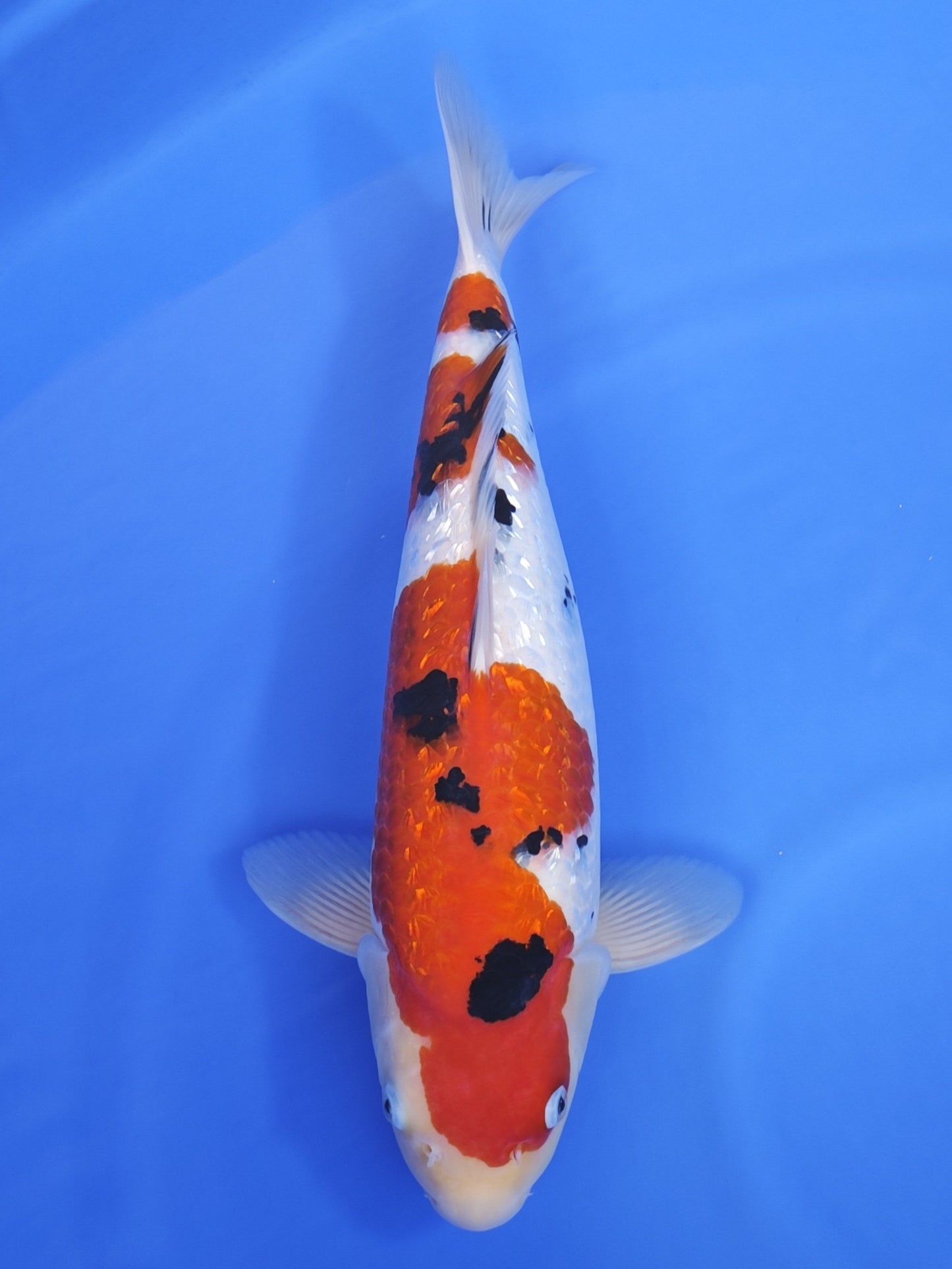 Matsue Ginrin Sanke koi for sale — 47 cm at ChampKoi