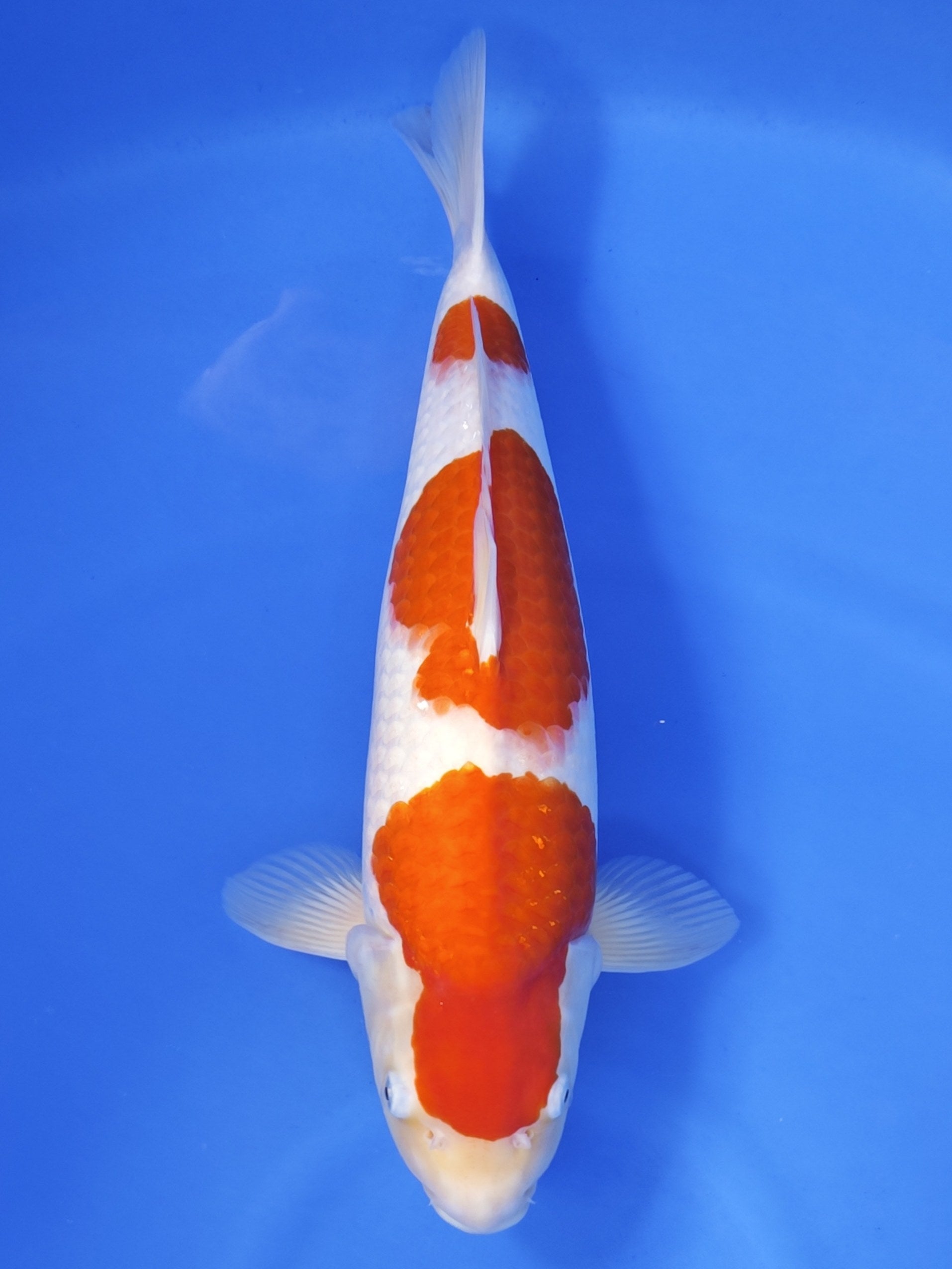 26K-025: 50cm Matsue Kohaku | ChampKoi - Champion Nishikigoi