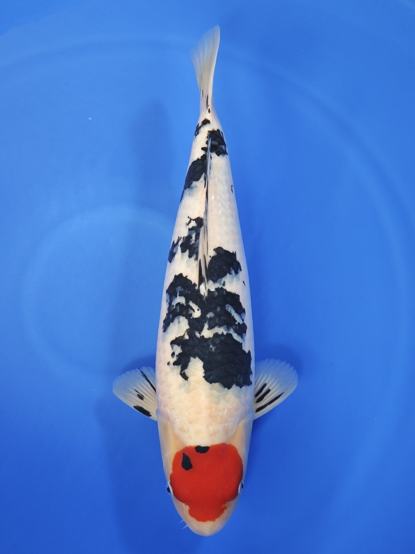 Sakai Company Ltd Tancho Showa koi for sale — 54 cm at ChampKoi
