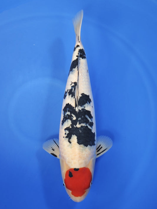 Sakai Company Ltd Tancho Showa koi for sale — 54 cm at ChampKoi