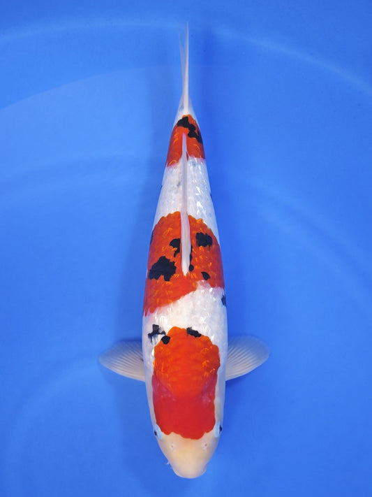 Sakai Company Ltd Ginrin Sanke koi for sale — 50 cm at ChampKoi