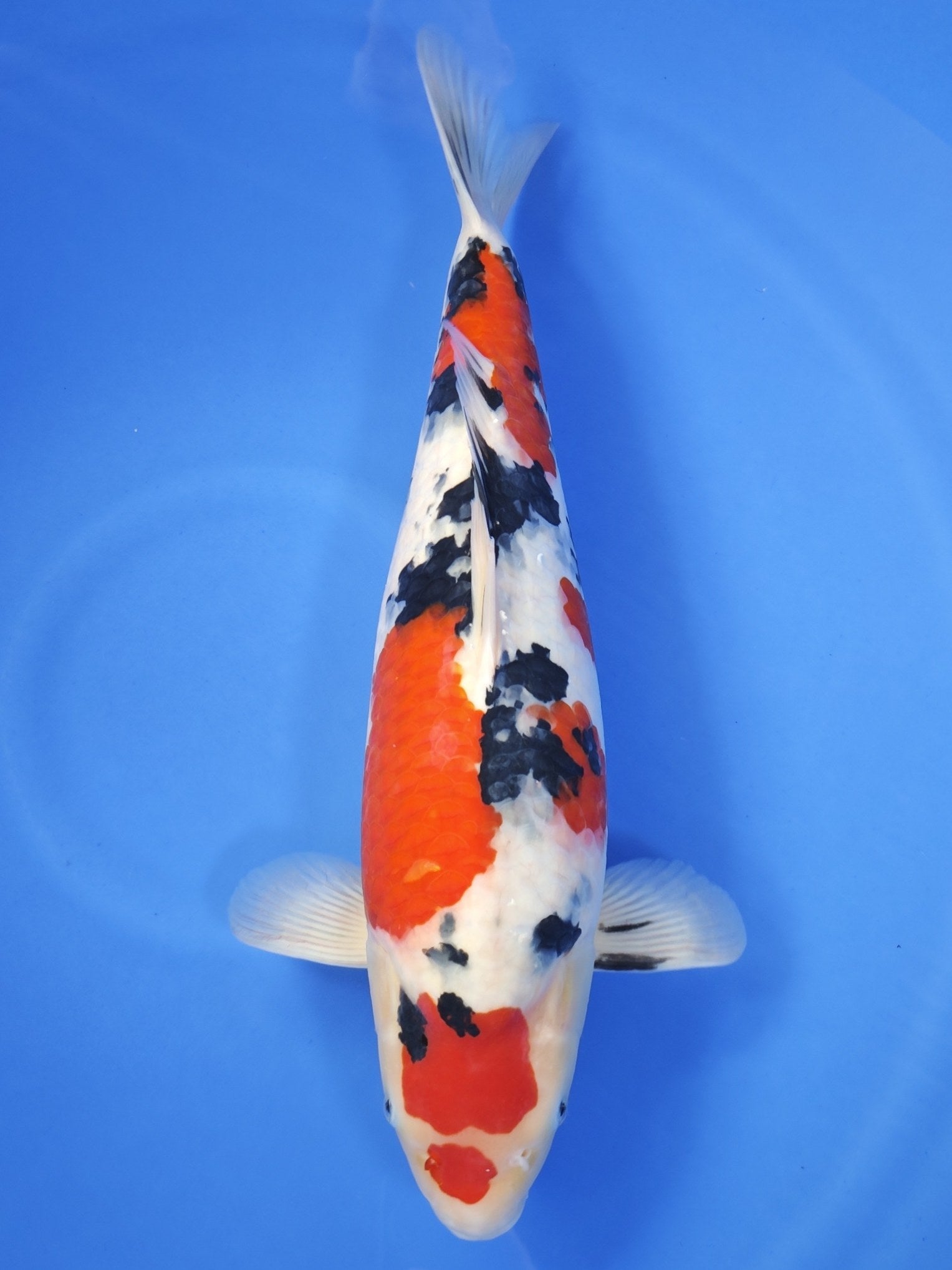 Sakai Company Ltd Sanke koi for sale — 53 cm at ChampKoi