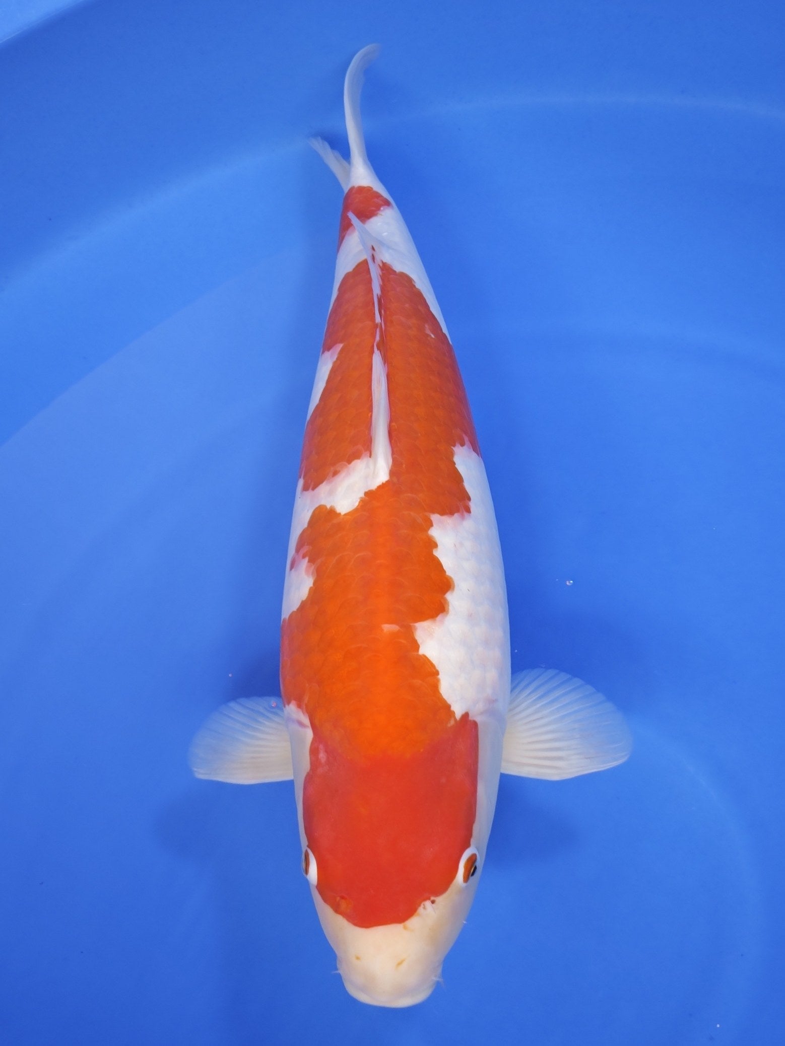 Tamaura Kohaku koi for sale — 62 cm at ChampKoi
