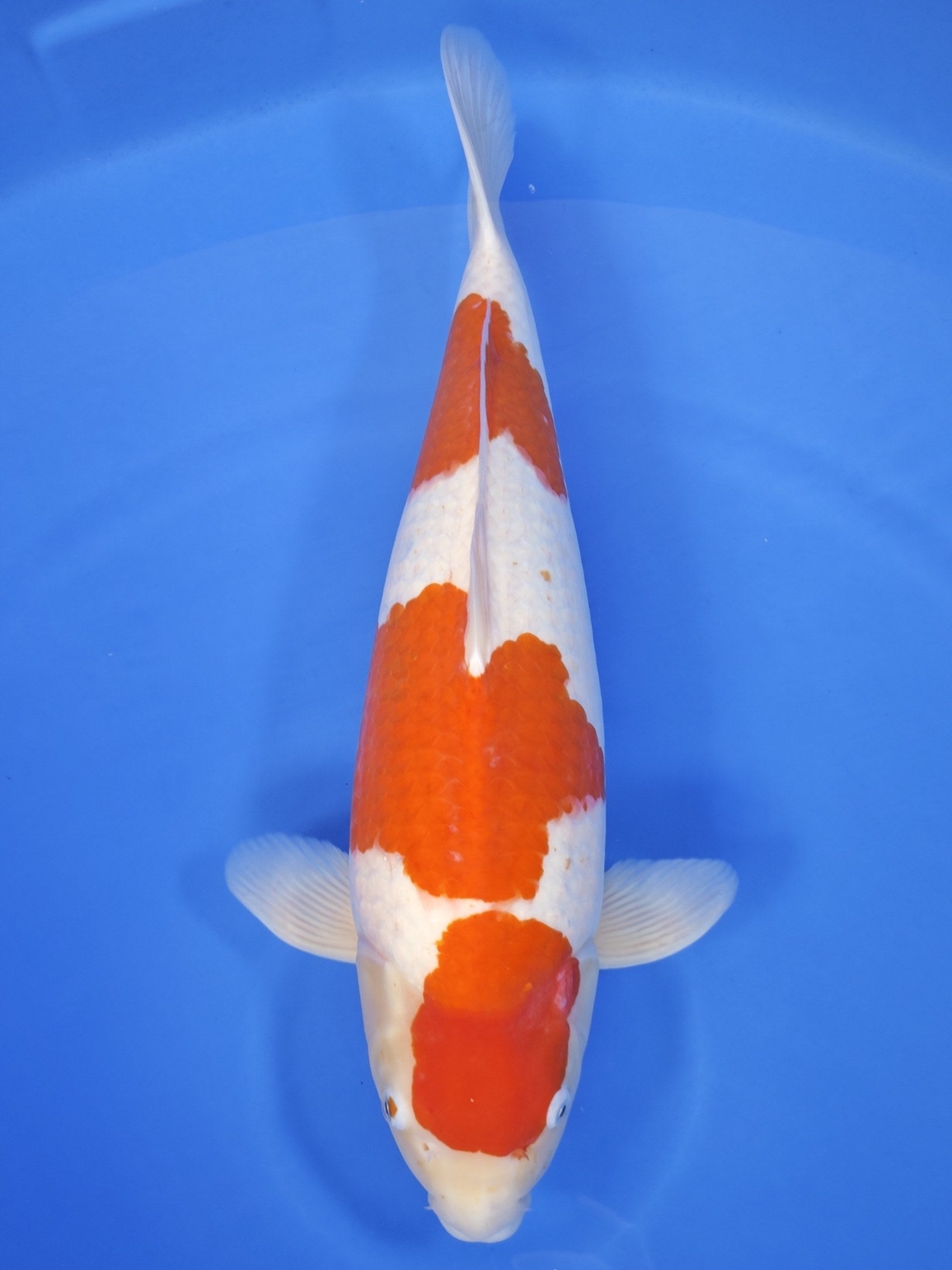 26K-031: 58cm Tamaura Kohaku | ChampKoi - Champion Nishikigoi