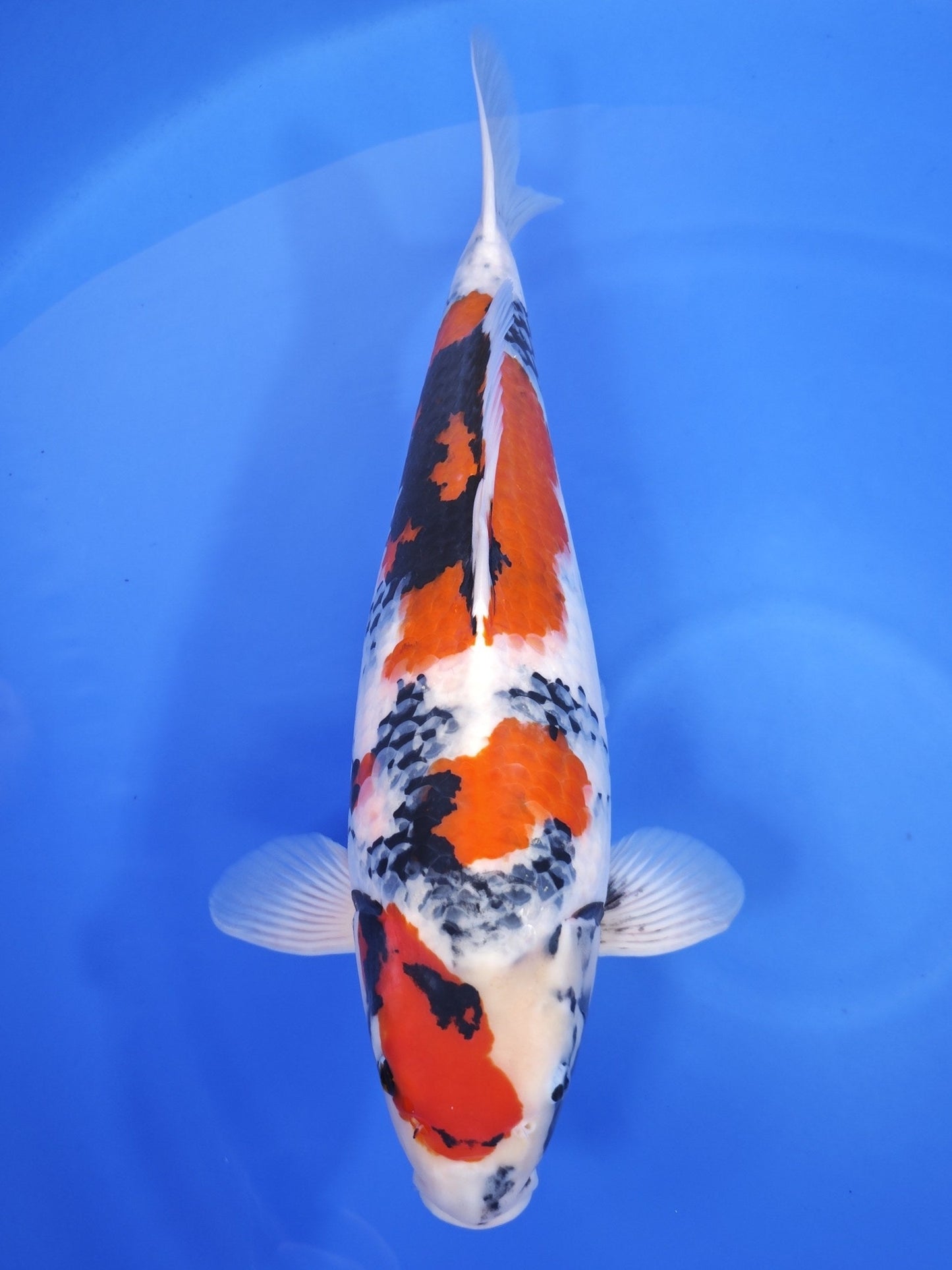 Takigawa Showa koi for sale — 60 cm at ChampKoi