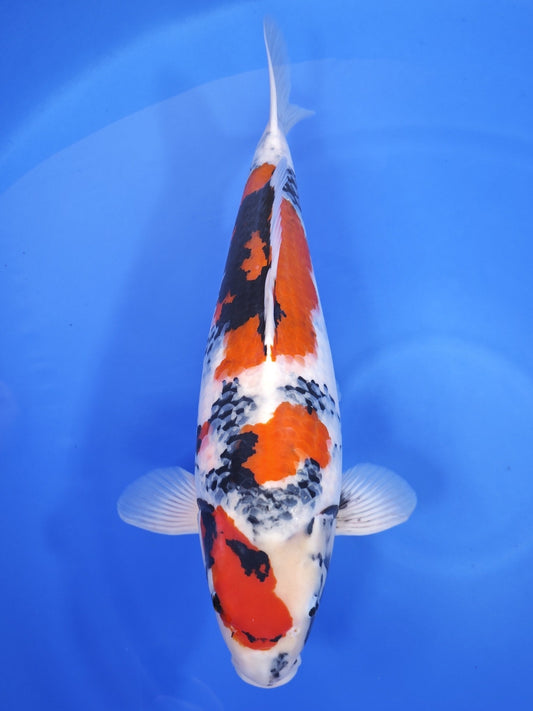 Takigawa Showa koi for sale — 60 cm at ChampKoi