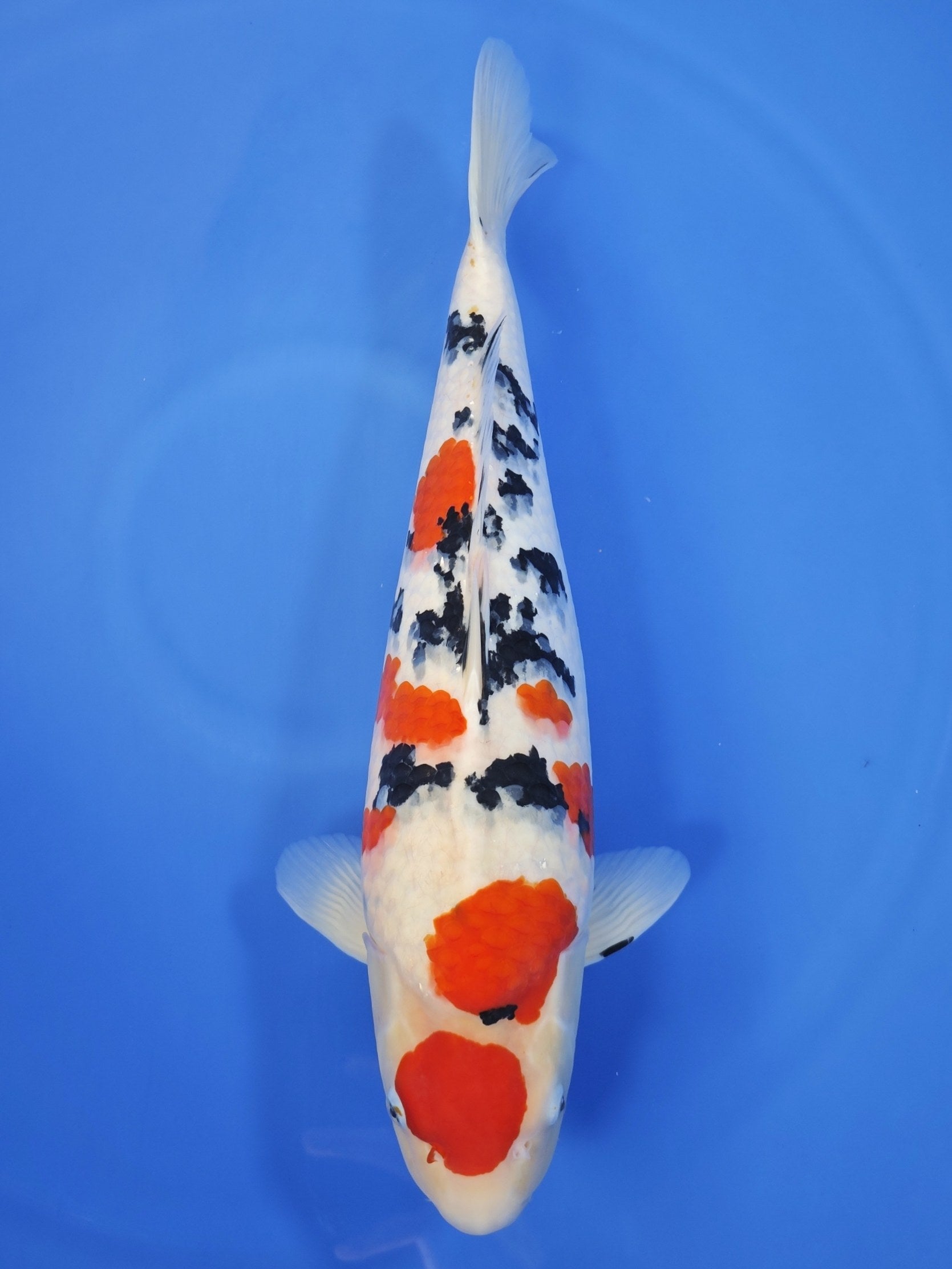 Tamaura Sanke koi for sale — 57 cm at ChampKoi