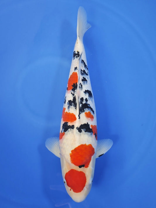 Tamaura Sanke koi for sale — 57 cm at ChampKoi