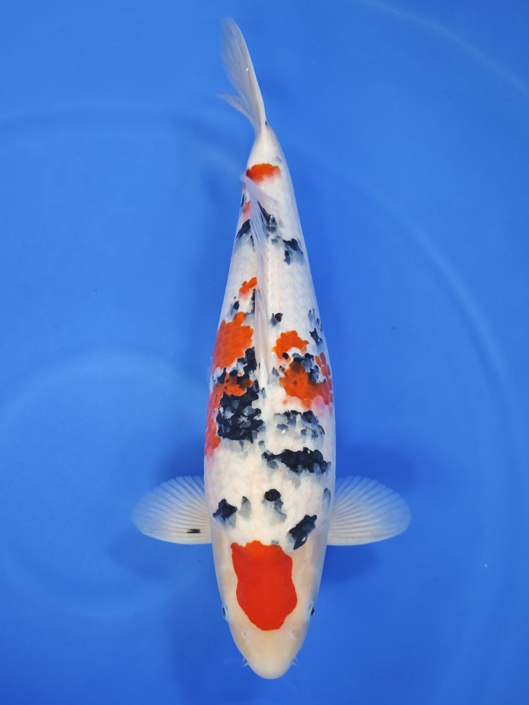 Tamaura Sanke koi for sale — 54 cm at ChampKoi
