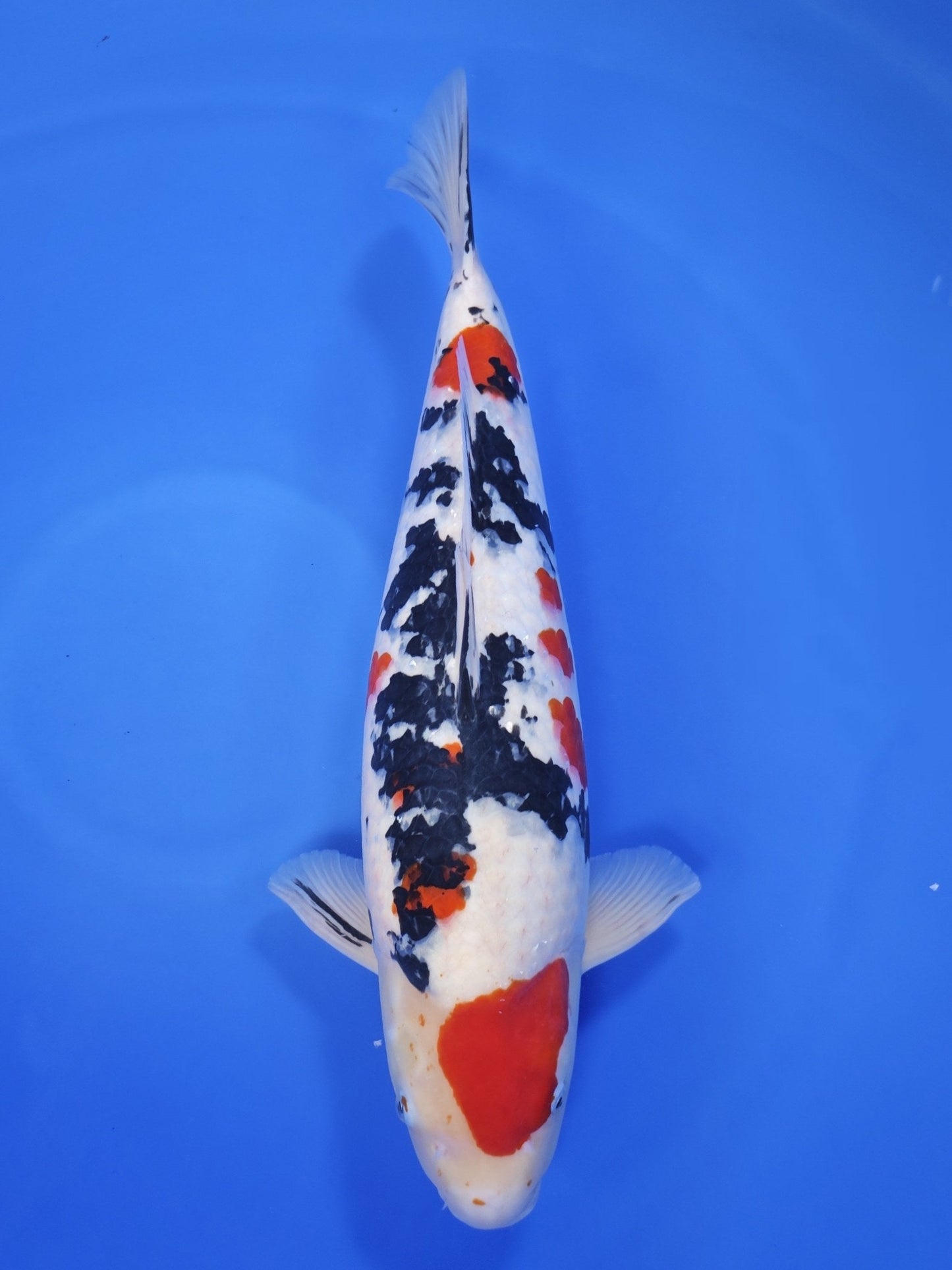 Tamaura Sanke koi for sale — 56 cm at ChampKoi