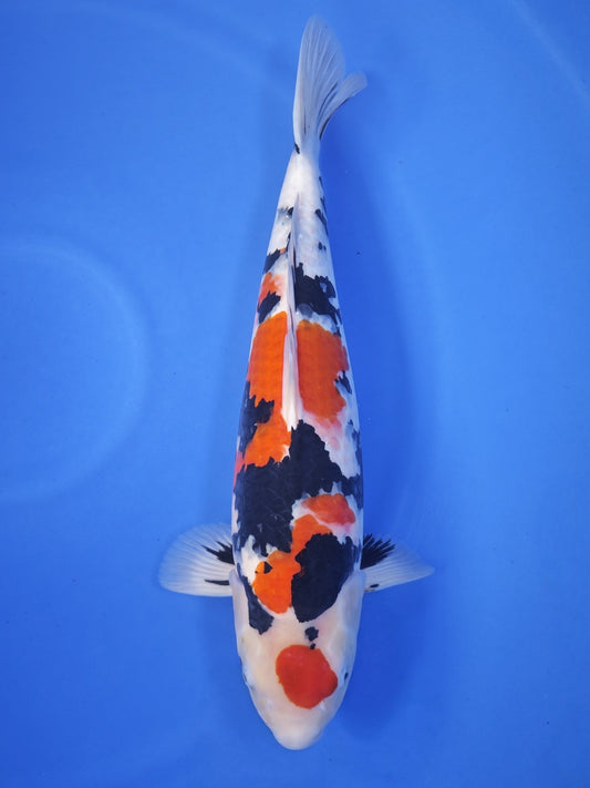 Tamaura Sanke koi for sale — 55 cm at ChampKoi