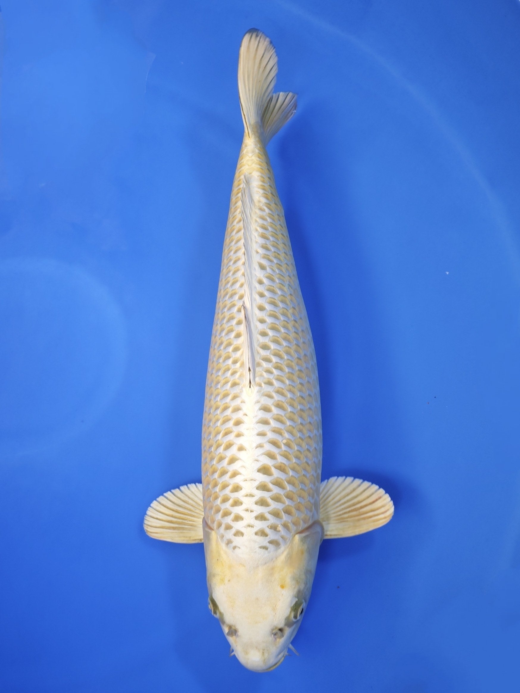 Ogata Mukashi Ogon koi for sale — 65 cm at ChampKoi