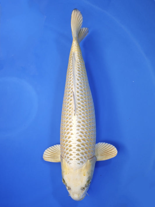 Ogata Mukashi Ogon koi for sale — 65 cm at ChampKoi
