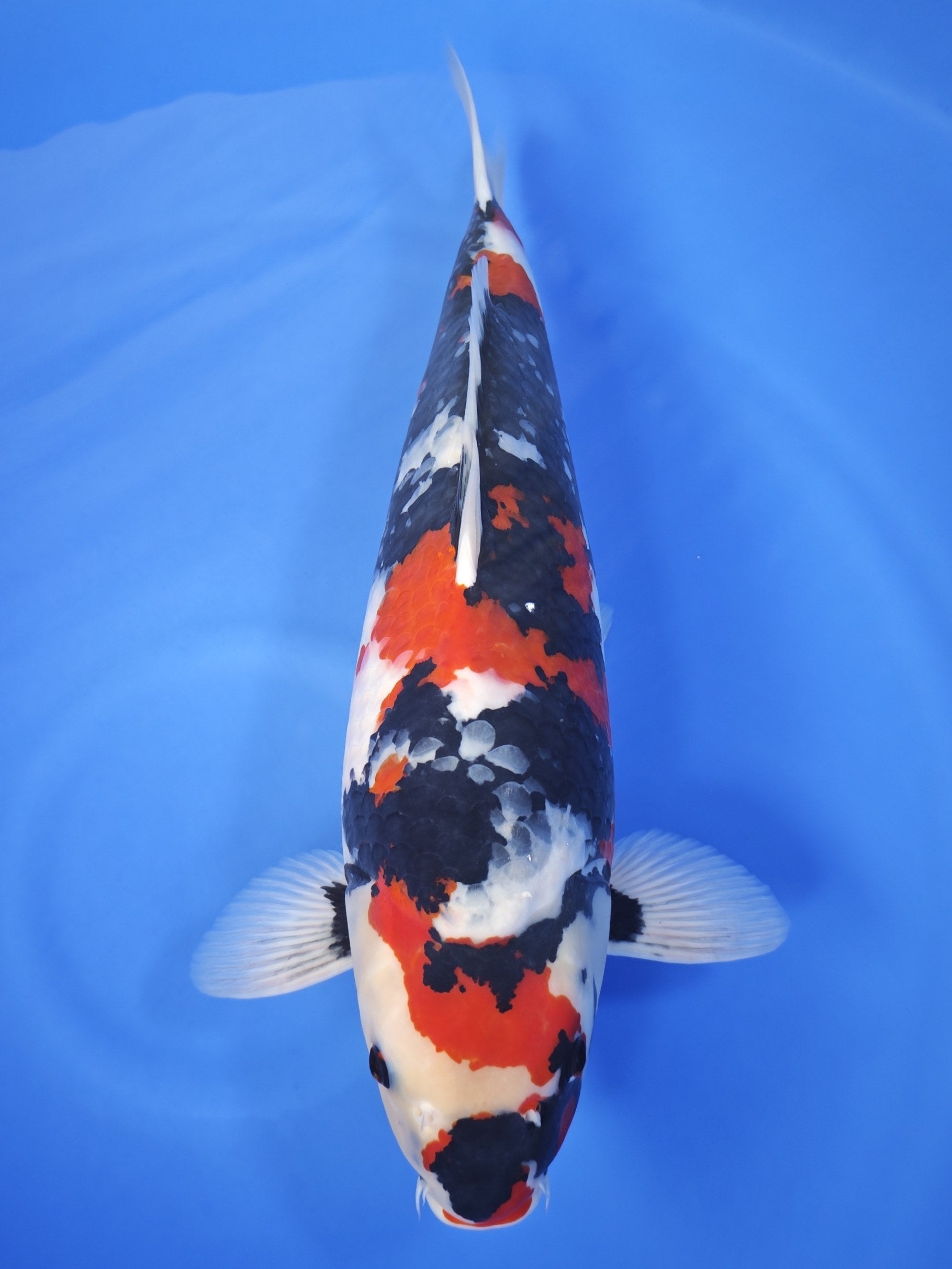Ogata Showa koi for sale — 56 cm at ChampKoi