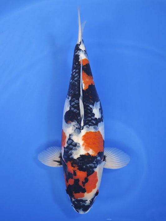 Ogata Showa koi for sale — 53 cm at ChampKoi