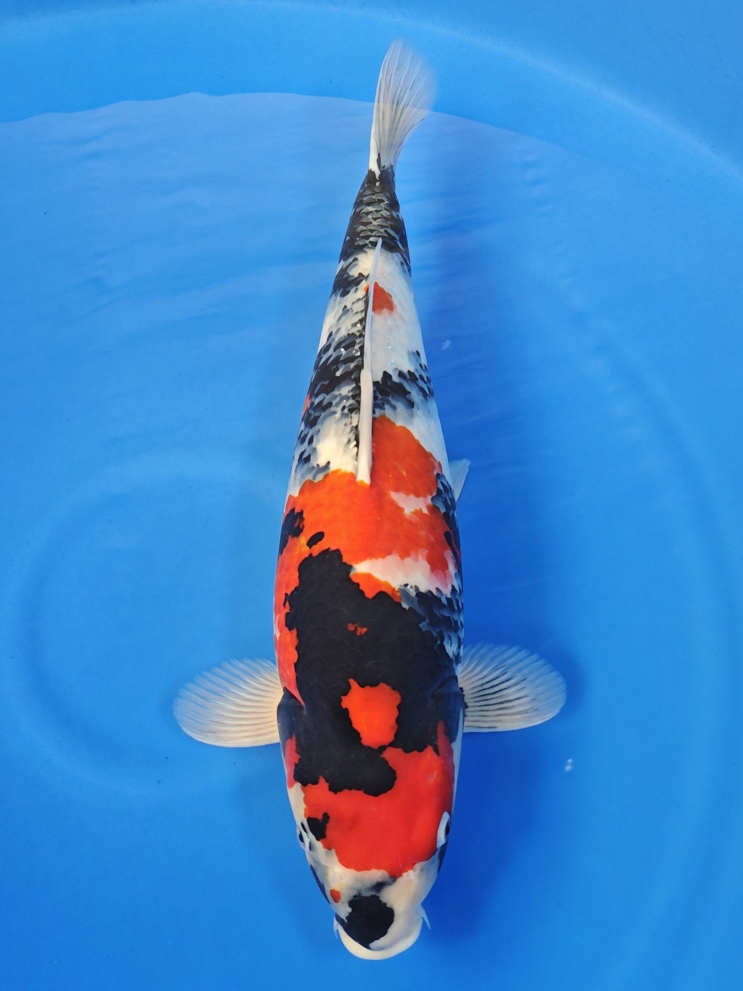Ogata Showa koi for sale — 58 cm at ChampKoi