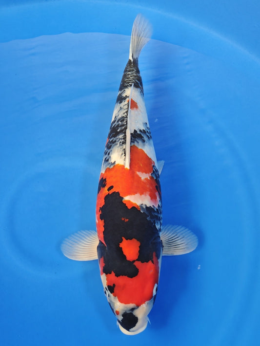 Ogata Showa koi for sale — 58 cm at ChampKoi