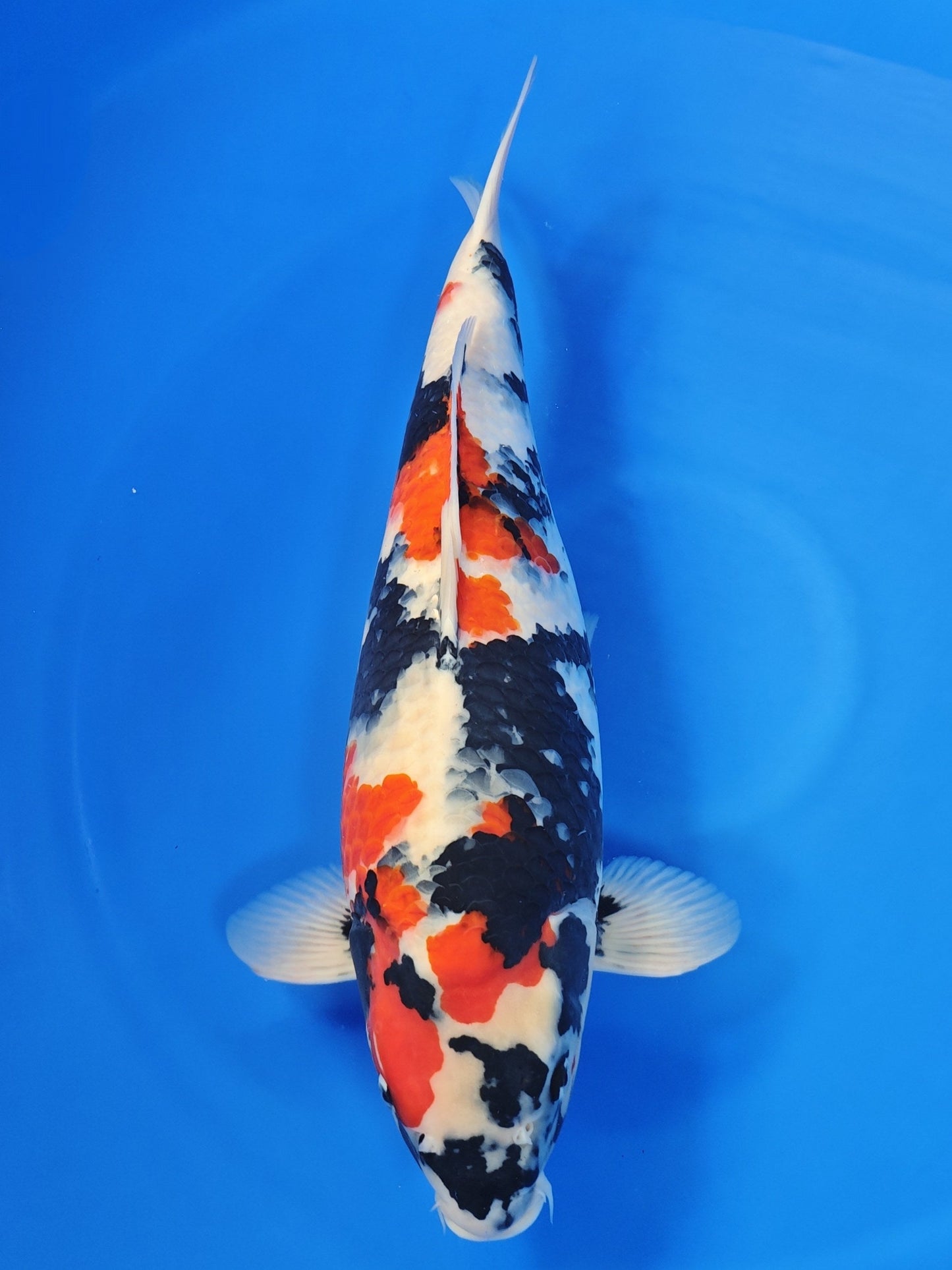 Ogata Showa koi for sale — 62 cm at ChampKoi