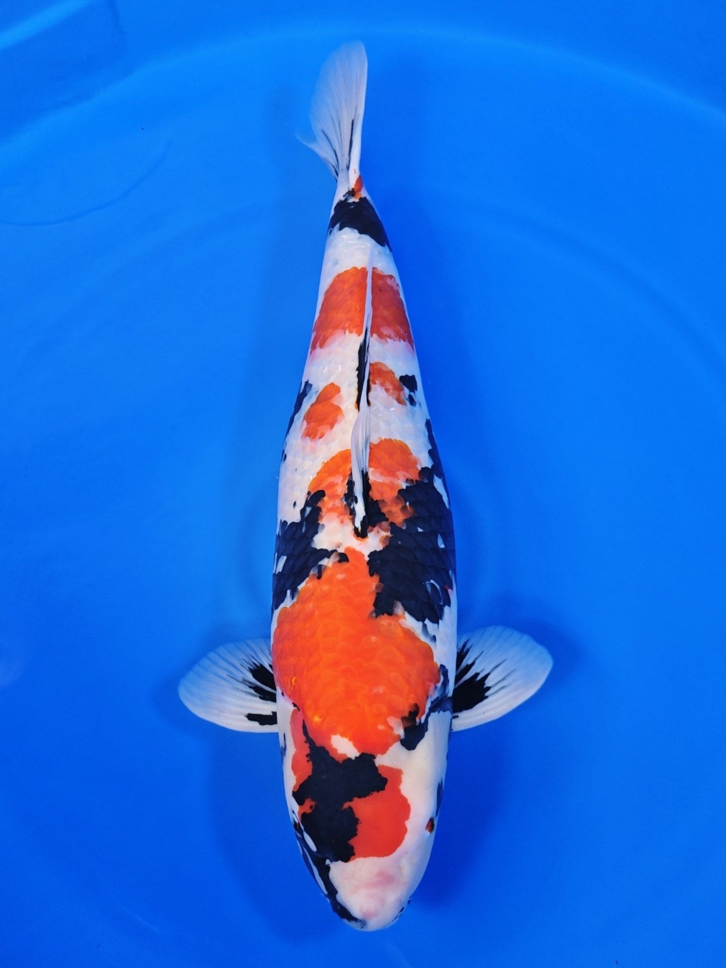 Ogata Showa koi for sale — 74 cm at ChampKoi
