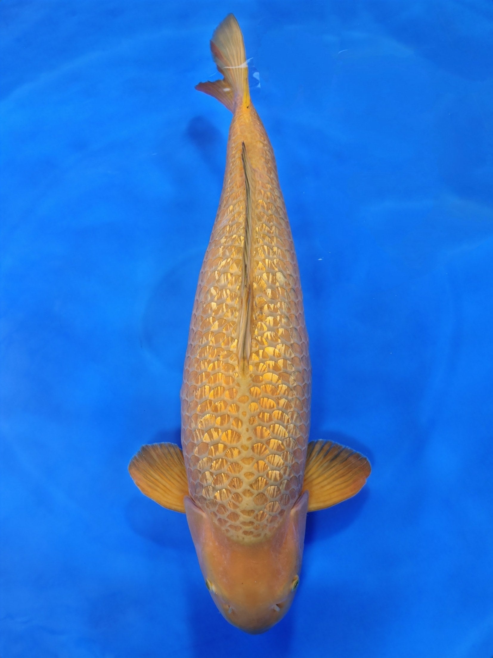 Ogata Ginrin Chagoi koi for sale — 80 cm at ChampKoi
