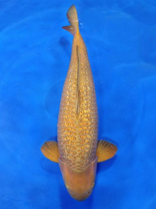 Ogata Ginrin Chagoi koi for sale — 80 cm at ChampKoi