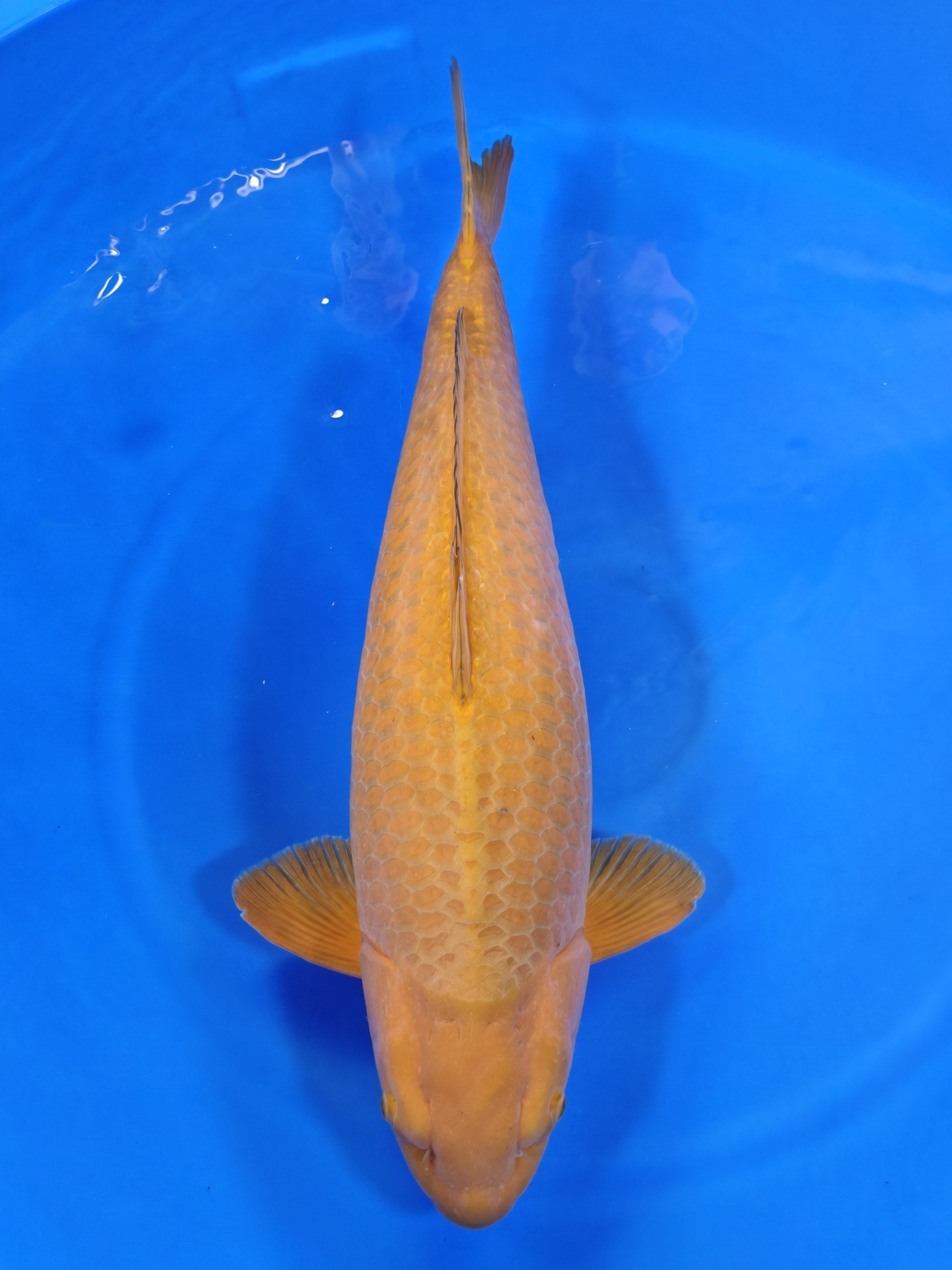 Ogata Chagoi koi for sale — 80 cm at ChampKoi