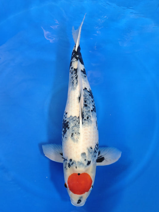 Ogata Tancho Showa koi for sale — 65 cm at ChampKoi