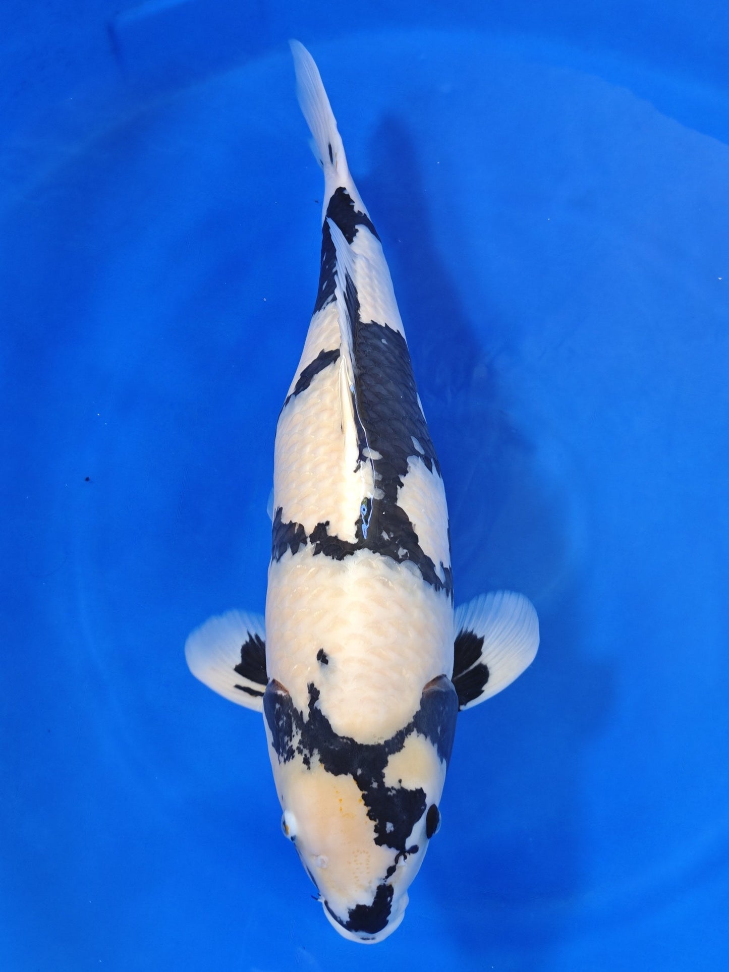 Ogata Shiro Utsuri koi for sale — 72 cm at ChampKoi