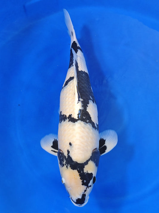 Ogata Shiro Utsuri koi for sale — 72 cm at ChampKoi