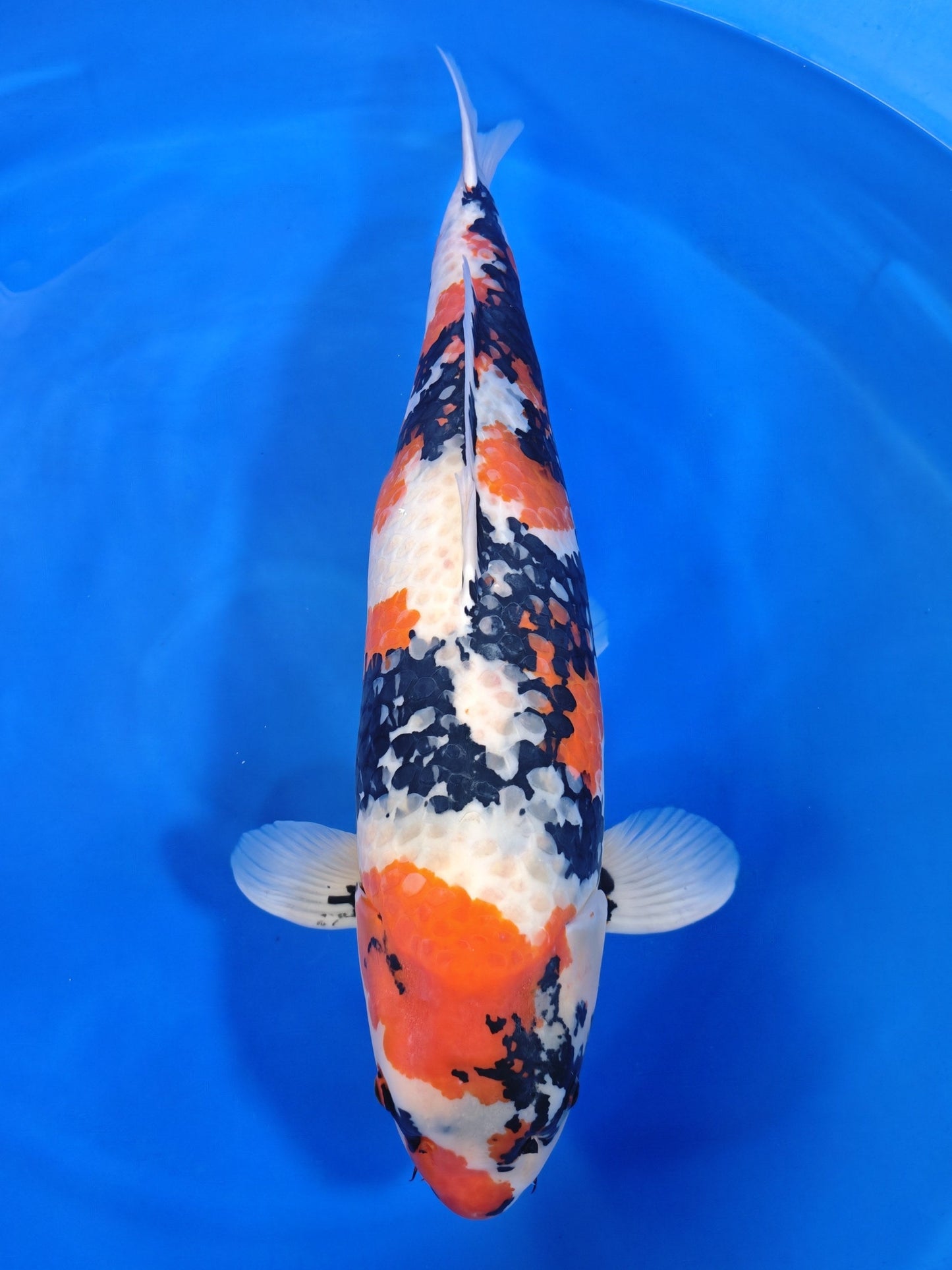 Ogata Showa koi for sale — 84 cm at ChampKoi