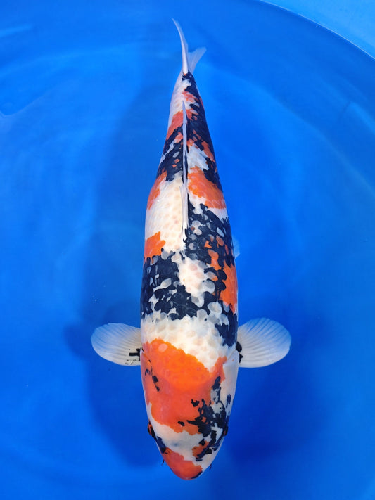 Ogata Showa koi for sale — 84 cm at ChampKoi