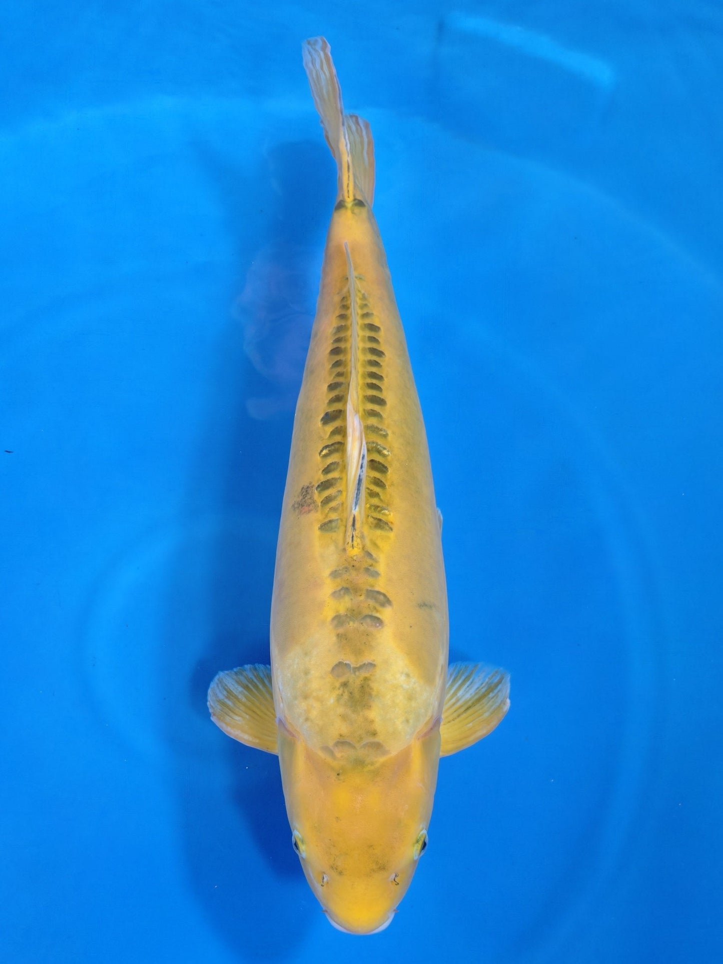 Ogata Aya Wakaba koi for sale — 70 cm at ChampKoi
