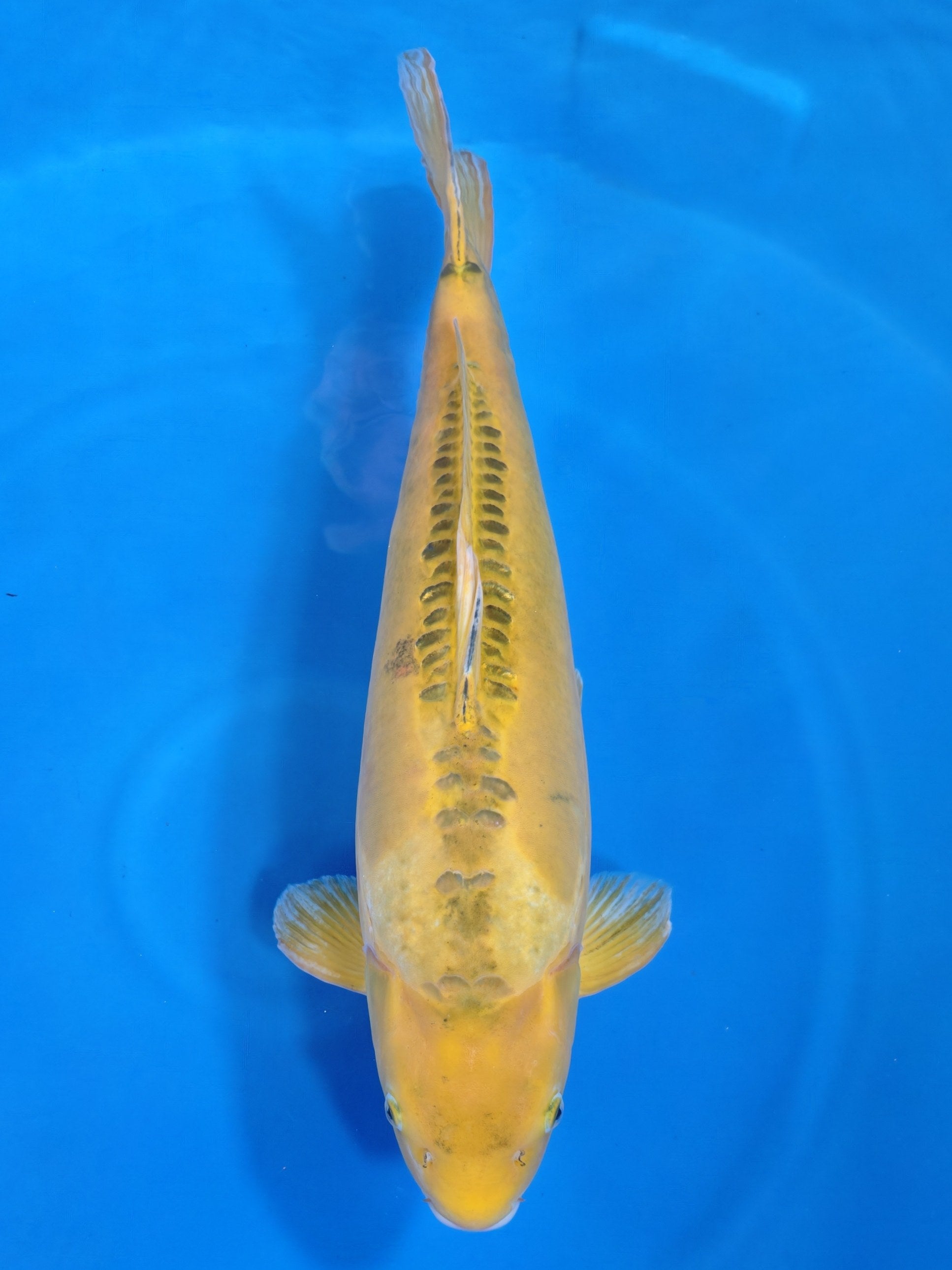 Ogata Aya Wakaba koi for sale — 70 cm at ChampKoi