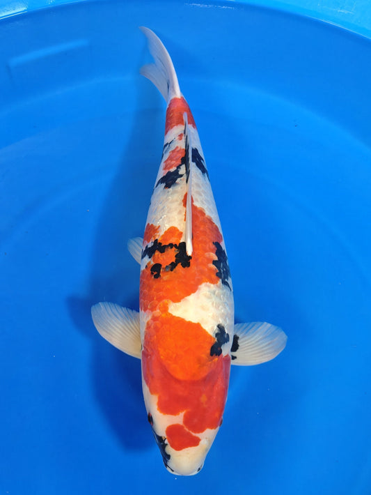 Ogata Ginrin Showa koi for sale — 71 cm at ChampKoi