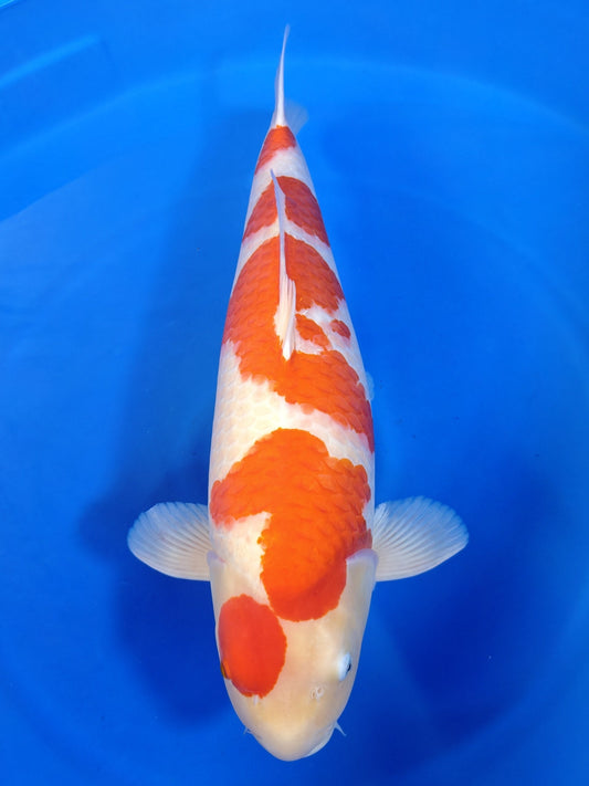Dainichi Kohaku koi for sale — 73 cm at ChampKoi
