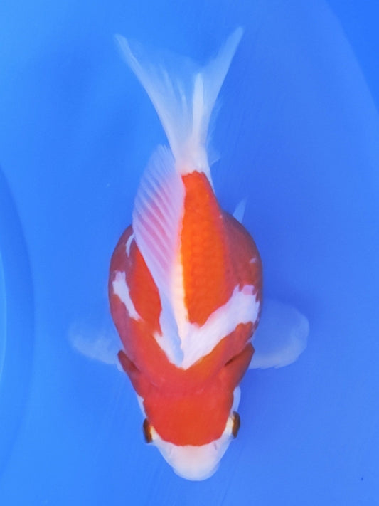 Koi fish for sale — 15 cm Kaneko Tamasaba at ChampKoi