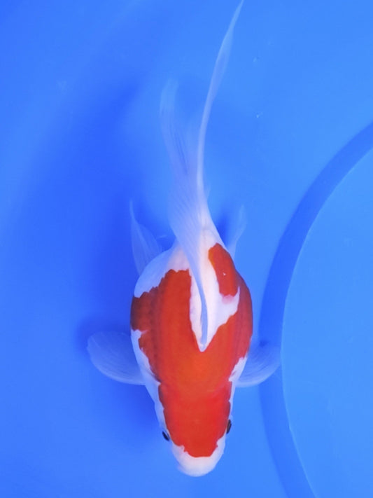 Koi fish for sale — 15 cm Kaneko Tamasaba at ChampKoi