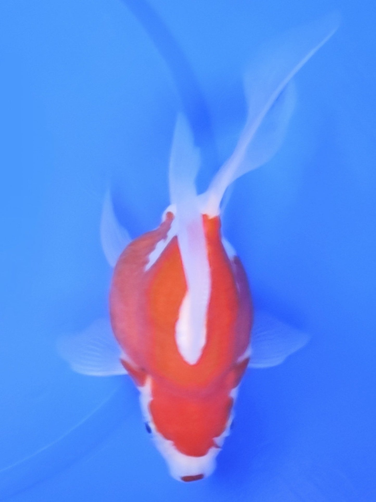 Koi fish for sale — 15 cm Kaneko Tamasaba at ChampKoi