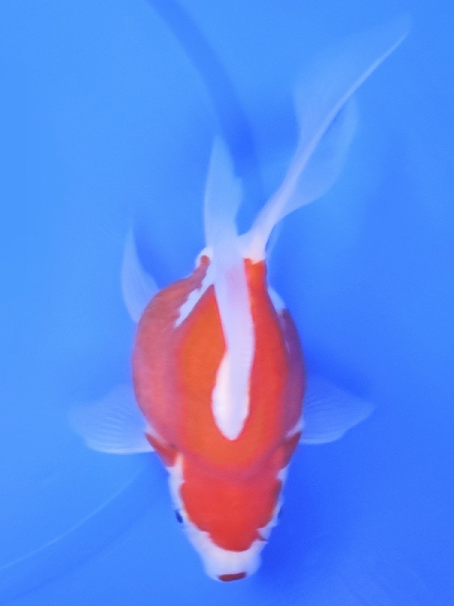 Koi fish for sale — 15 cm Kaneko Tamasaba at ChampKoi