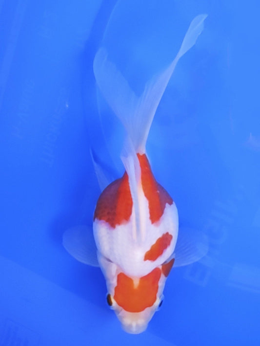 Koi fish for sale — 15 cm Kaneko Tamasaba at ChampKoi