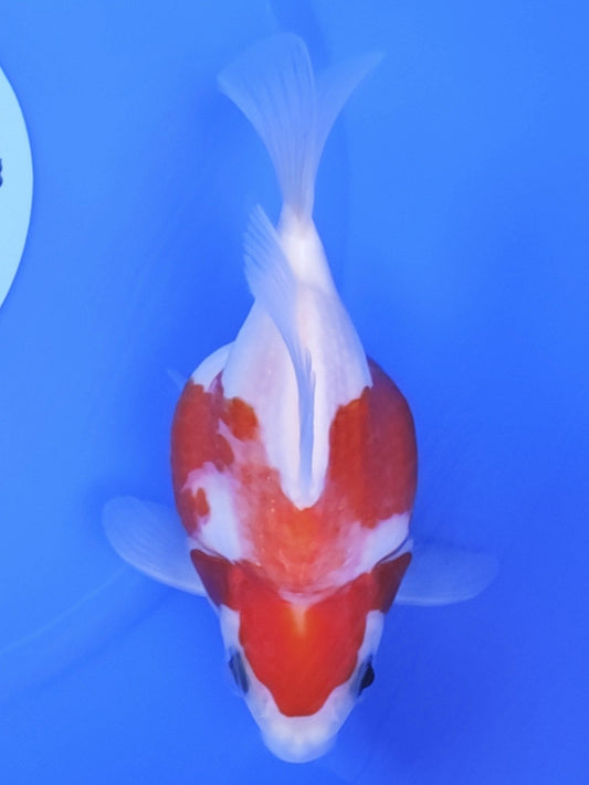 Koi fish for sale — 15 cm Kaneko Tamasaba at ChampKoi