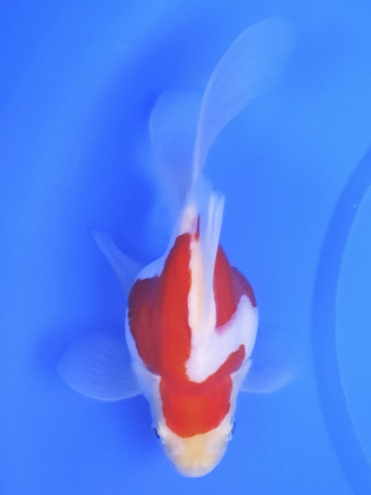 Koi fish for sale — 15 cm Kaneko Tamasaba at ChampKoi