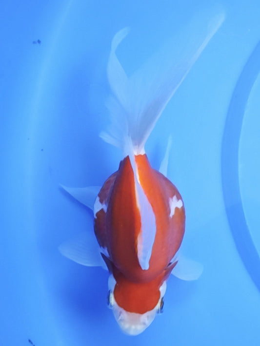 Koi fish for sale — 15 cm Kaneko Tamasaba at ChampKoi