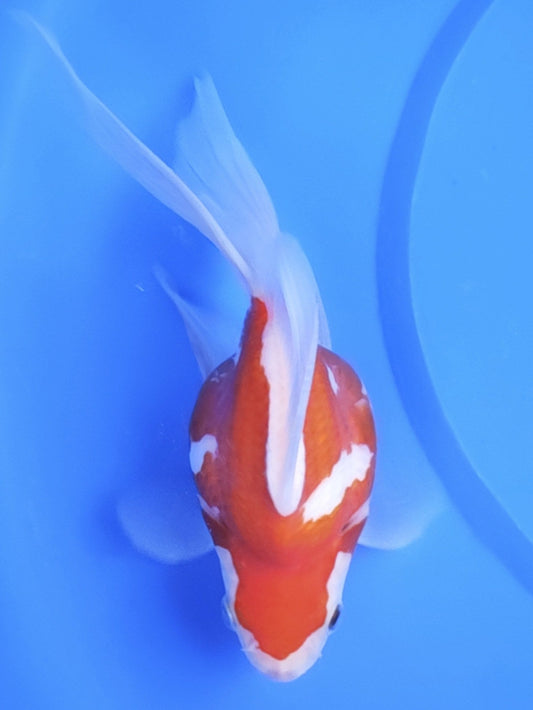 Koi fish for sale — 15 cm Kaneko Tamasaba at ChampKoi