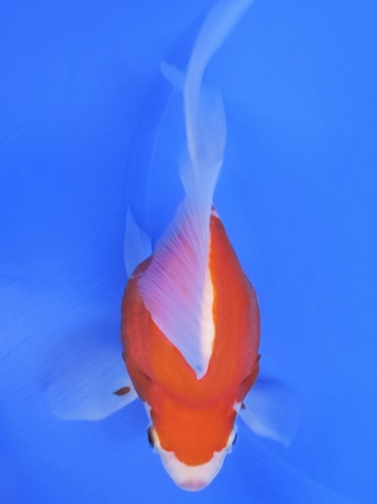 Koi fish for sale — 15 cm Kaneko Tamasaba at ChampKoi