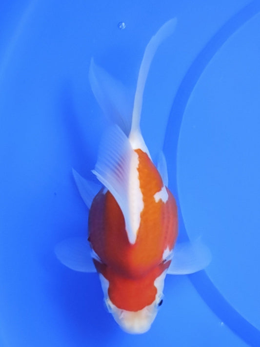 Koi fish for sale — 15 cm Kaneko Tamasaba at ChampKoi