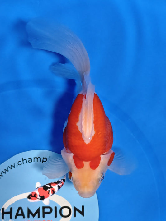 Koi fish for sale — 15 cm Kaneko Tamasaba at ChampKoi