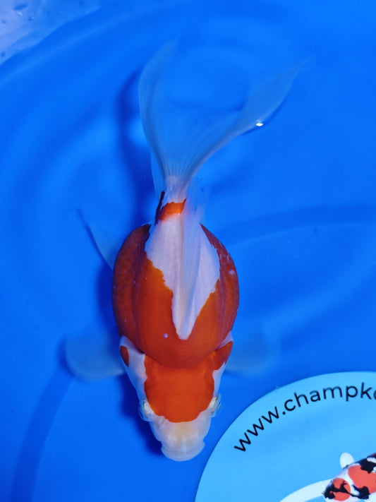 Koi fish for sale — 15 cm Kaneko Tamasaba at ChampKoi