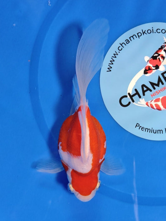 Koi fish for sale — 15 cm Kaneko Tamasaba at ChampKoi